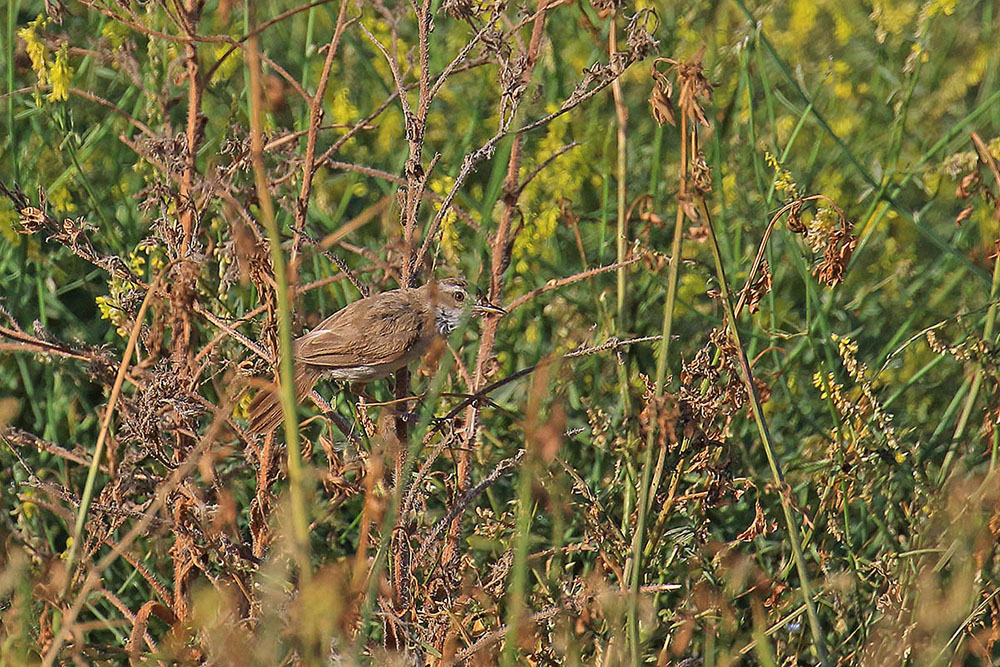 Paddyfield Warbler